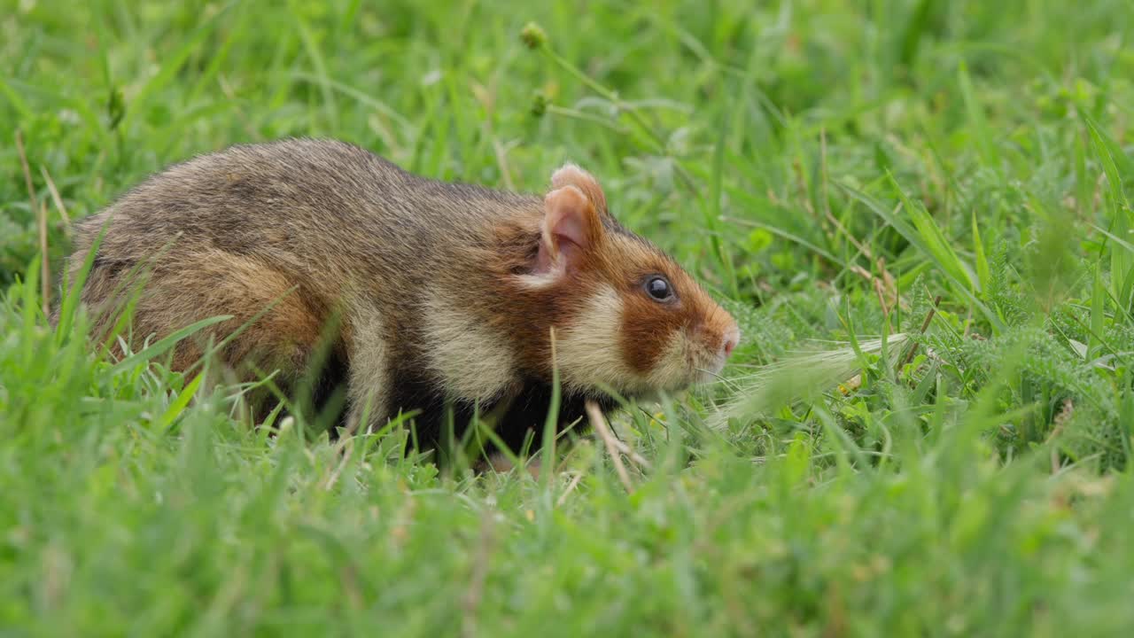 A hamster explores the green grass in a European park setting. The video captures the animal's movements and interactions with the environment up close, highlighting its curiosity