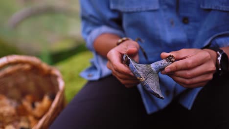 Cropped-unrecognizable-woman-with-indigo-milk-cap-mushroom-in-forest