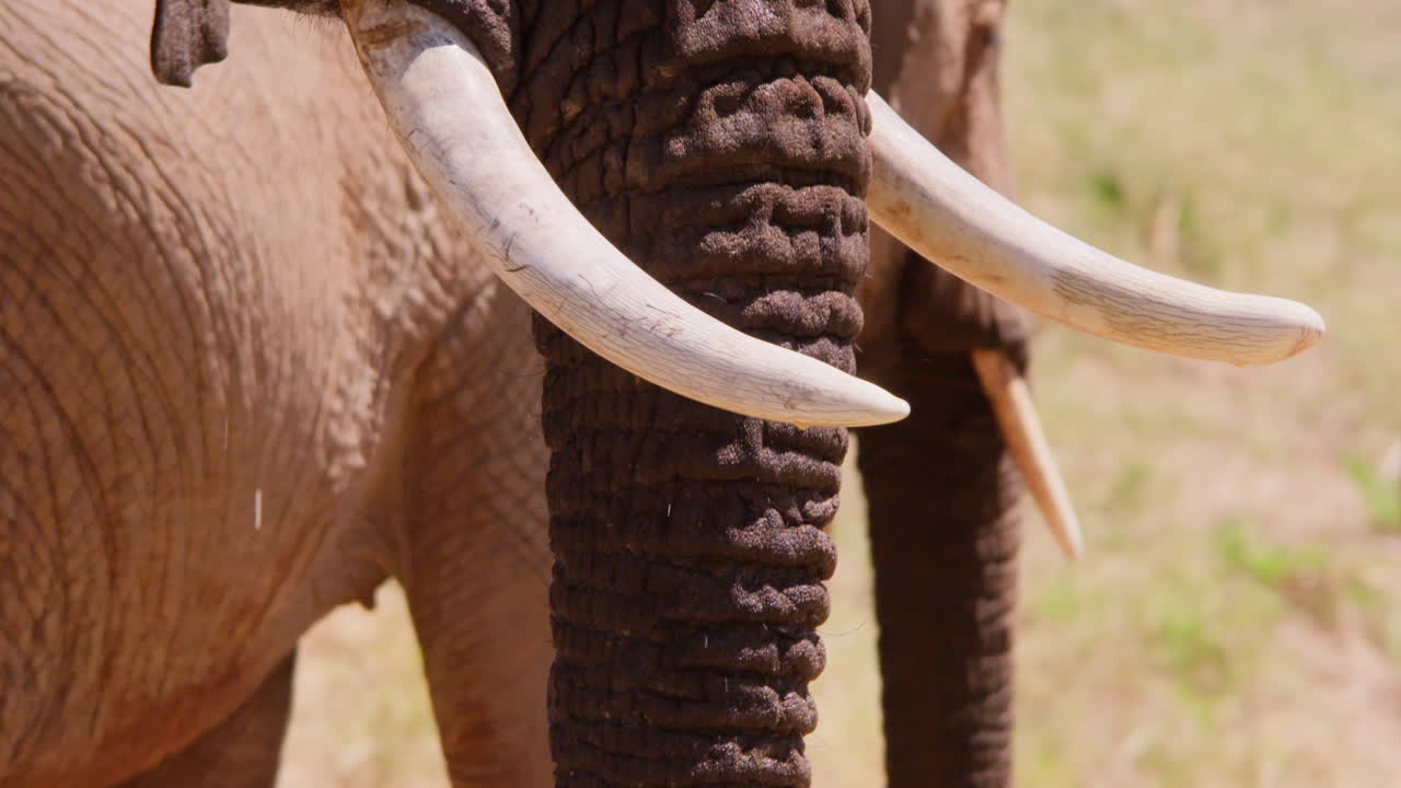 Elefantes-africanos-da-savana bebendo em um charco.