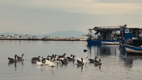flock of geese float on calm greek sea fishing harbour twilight waters