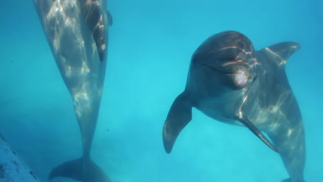 delfines en un acuario