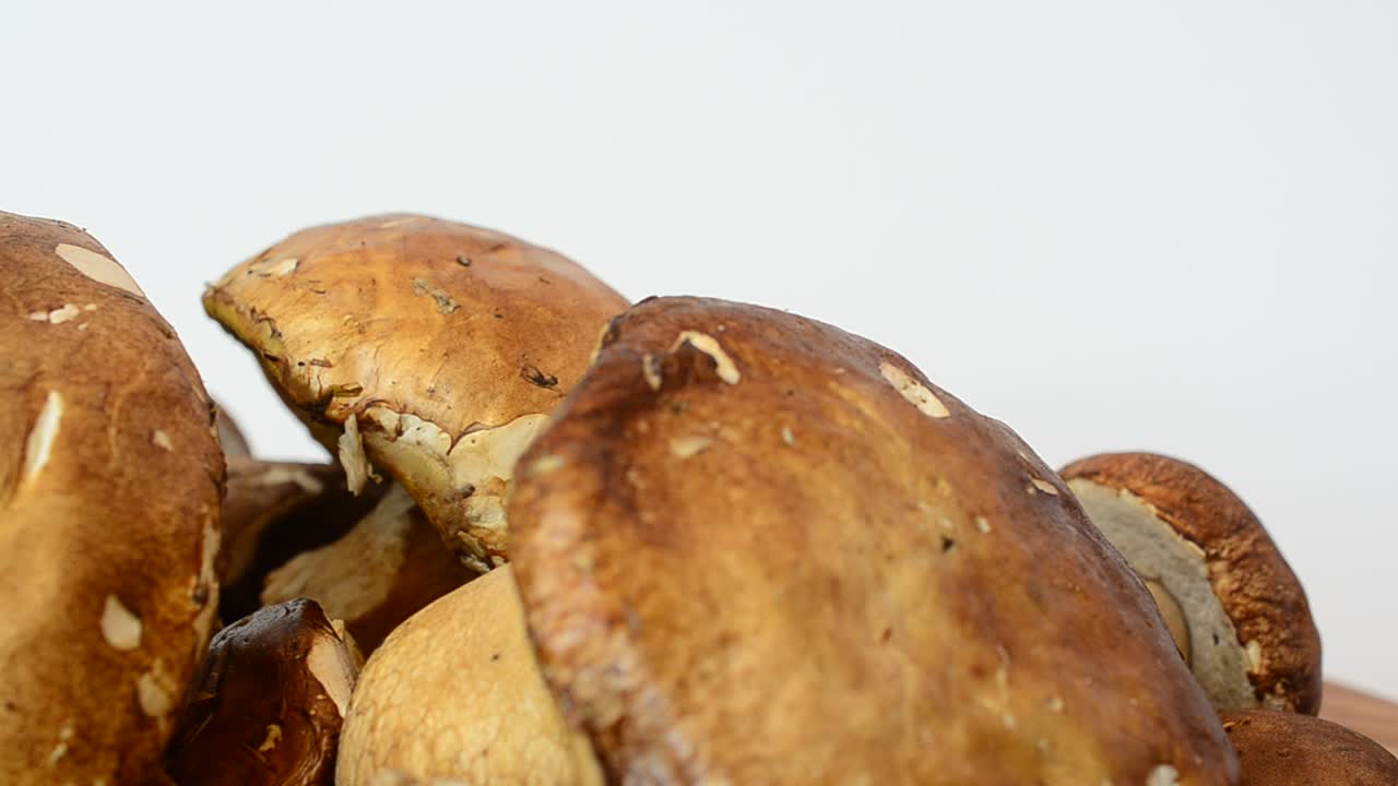 Boletus edulis. Svampar. Fotografering av skogssvamp.