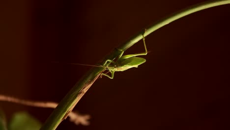 a green katydid grasshopper clings to a curved plant stem in dramatic lighting against a dark background.
