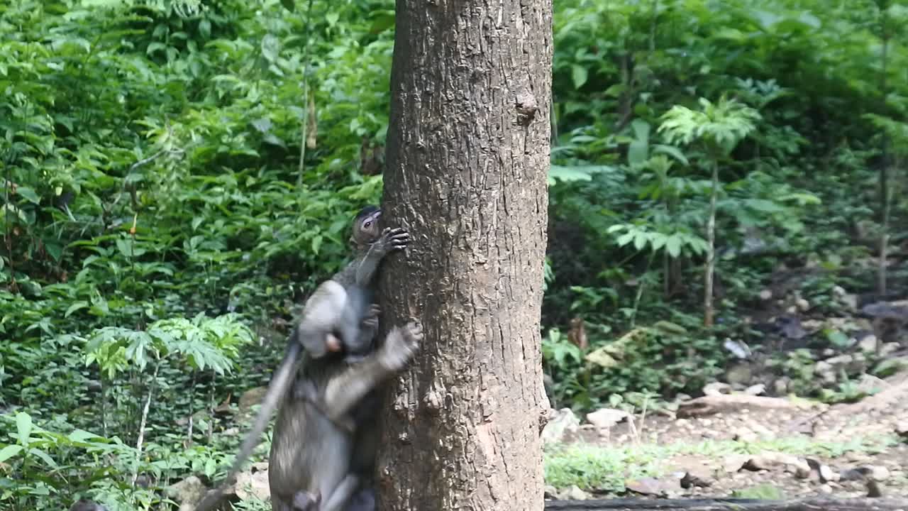 primate life while climbing. a group of monkeys climbing a tree at sacred terawang cave in Blora, central java, Indonesia. Close up of mammals HD video.