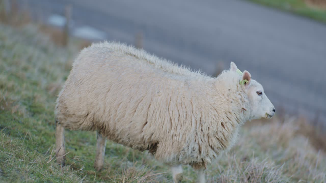 리 양 가축 동물 이 낮 에 풀 을 먹는 들판 에서 풀 을 잡고 있다