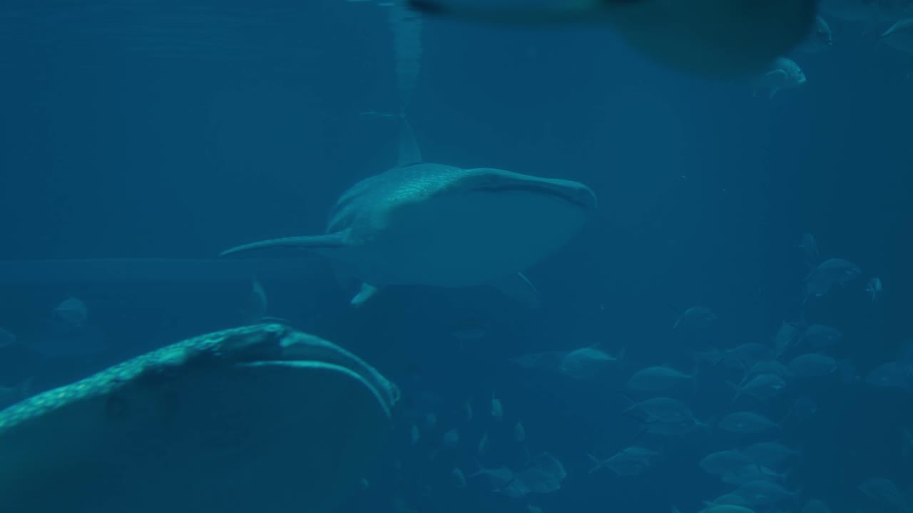 tiburones ballena dentro del acuario de osaka kaiyukan en osaka, japón