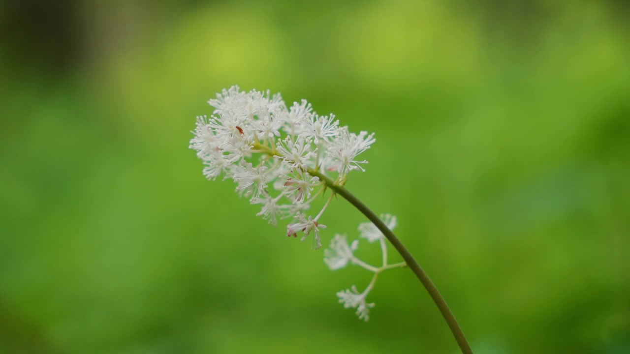 Hvite trollbærblomsterklaser blomstrer i en skog med grønn bakgrunn