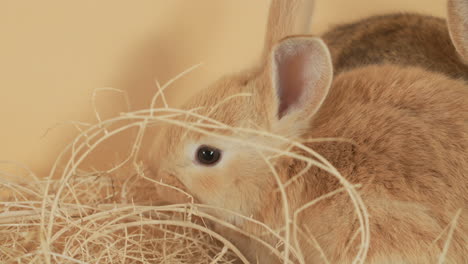 ginger little cute baby bunny nibbling on piece of straw - close up shot