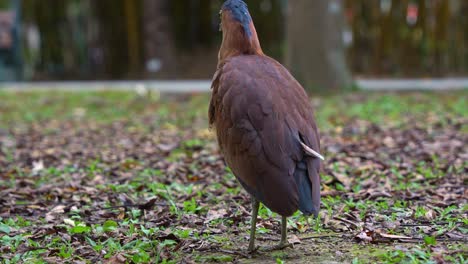 A-Malayan-night-heron-spotted-standing-on-the-ground-of-an-urban-park,-preening-and-grooming-its-feathers,-wondering-around-the-surroundings,-close-up-shot