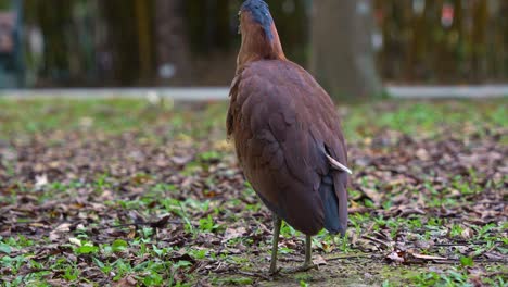 una garza nocturna malaya avistada de pie en el suelo de un parque urbano, limpiando y arreglando sus plumas, preguntándose por los alrededores, disparado de cerca