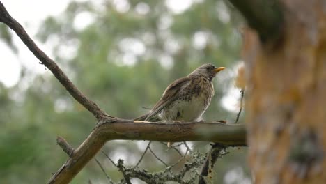 close up of a birch thrush singing on pine branch in sweden, lappland