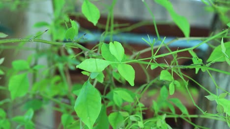 Aegle-Marmelos-O-Bael-Leaf-En-El-árbol-Desde-Diferentes-ángulos-En-El-Día