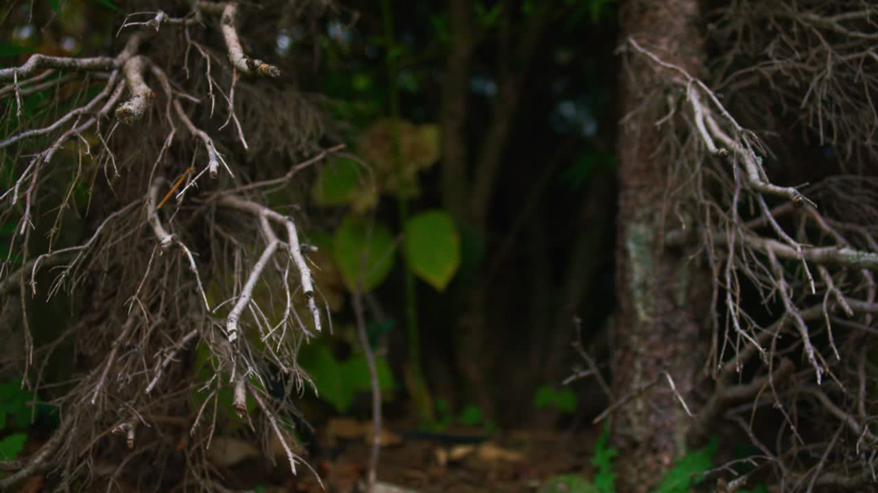 apertura misteriosa en zona boscosa en schoniach, alemania en 4k