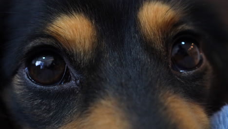 un primerísimo plano de los ojos de perro salchicha parpadeando
