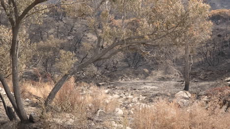 Close-static-view-of-aftermath-of-Fairview-forest-fire-in-California