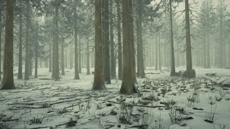 Invierno-En-Un-Bosque-De-Abetos-Cubierto-De-Nieve-Blanca-Y-Esponjosa