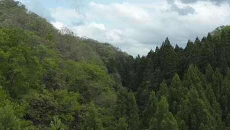 aerial rising over trees in the wilds of tottori, japan