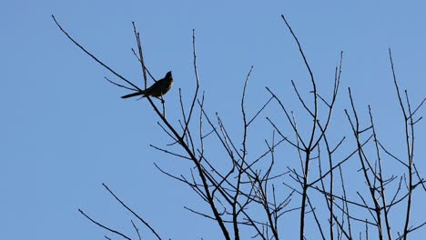 bird on tree branch against clear sky