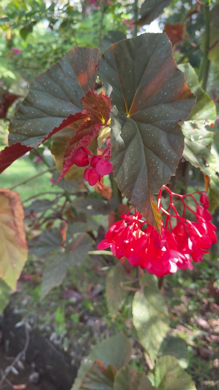 Fiori di begonia rossi vivaci che sbocciano in un giardino