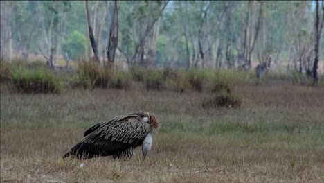 喜马拉雅高原 (himalayan gryphon vulture) 濒临灭绝,由于食物来源和<unk>息地丧失,