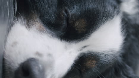 close up shot of a cute sleeping dog - vertical video for social media - australian shepherd on the ground slowly opening its eyes