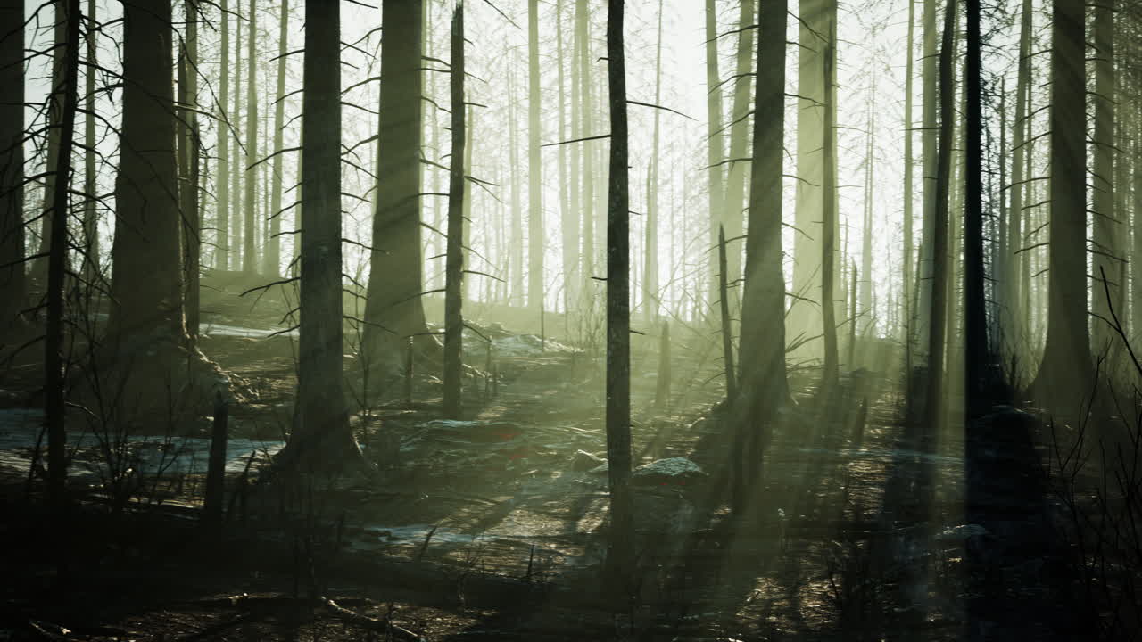 산불 후 불타는 나무와 함께 산불