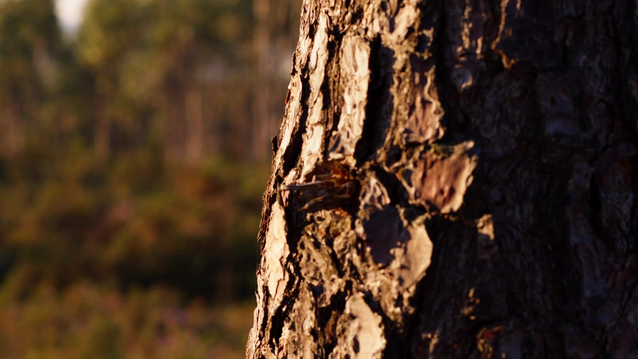 Yksityiskohtainen lähikuva männyn kuoresta, jota valaisee lämmin kultaisen tunnin valo, korostaen pintoja ja luonnollisia kuvioita, sumealla metsätaustalla.