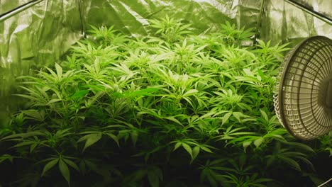 carpa interior con plantas jóvenes de cannabis en la quinta semana al comienzo de la fase de floración, ventilador a la derecha, gran angular con movimiento guiado a la derecha