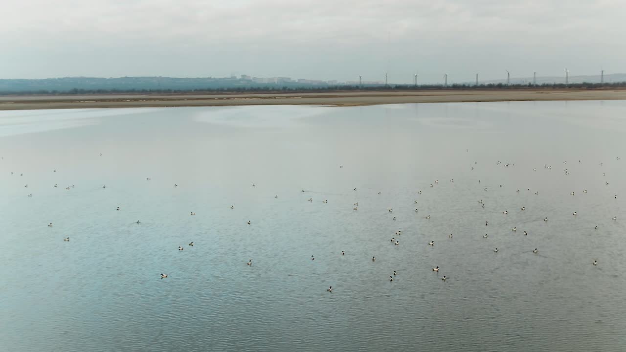 aves en un lago tranquilo con paisaje urbano y turbinas eólicas en el fondo