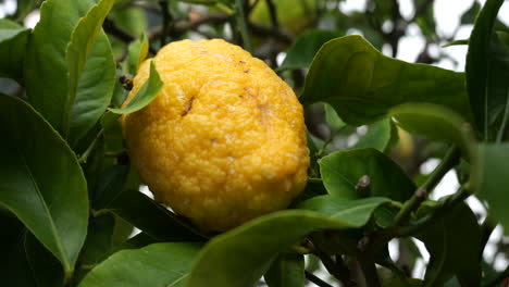 shot-of-citron,-Jean-Marie-Pelt-Botanical-Garden,-Nancy,-France