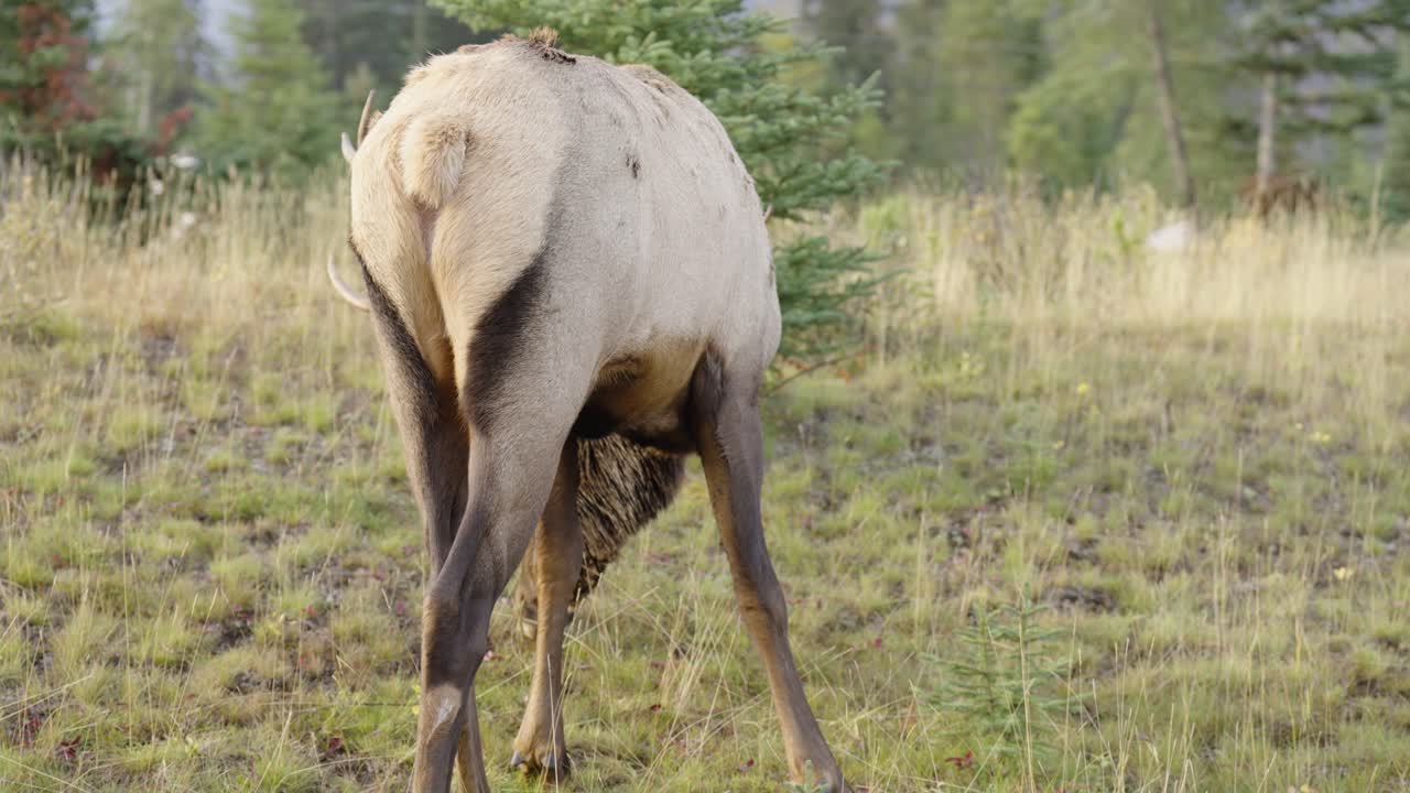 Ripresa in slow motion di un alce maschio con i palchi che pascola.