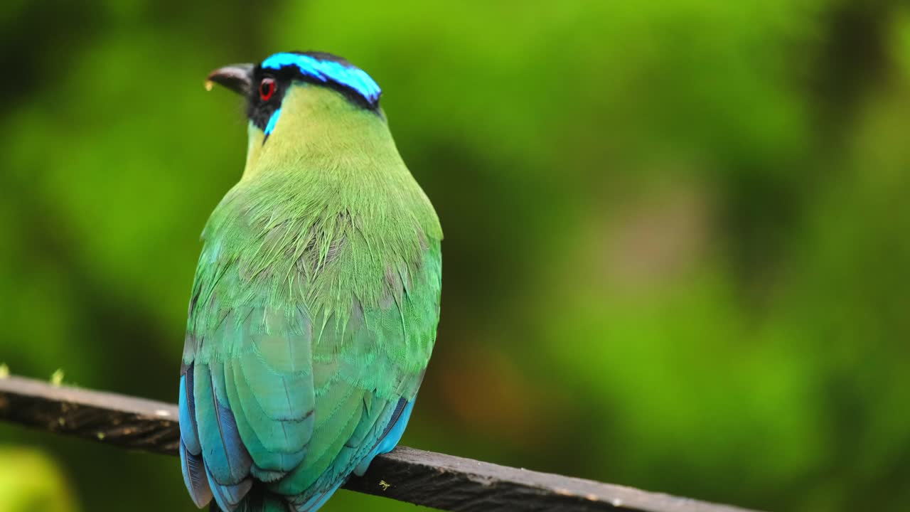 안데스 motmot barranquero andino 다채로운 가까운 참새목 새