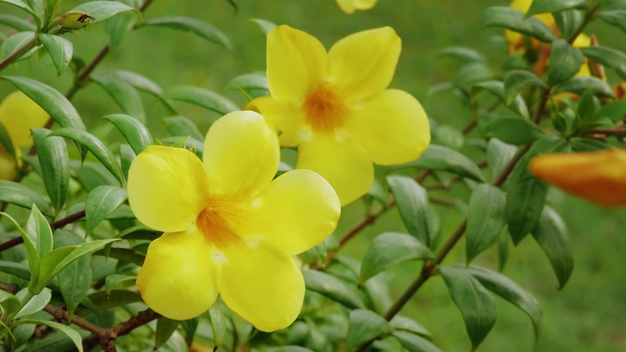 Primo piano di vivaci fiori di Trombetta d'Oro che ondeggiano delicatamente su un arbusto di Allamanda cathartica in un lussureggiante giardino tropicale