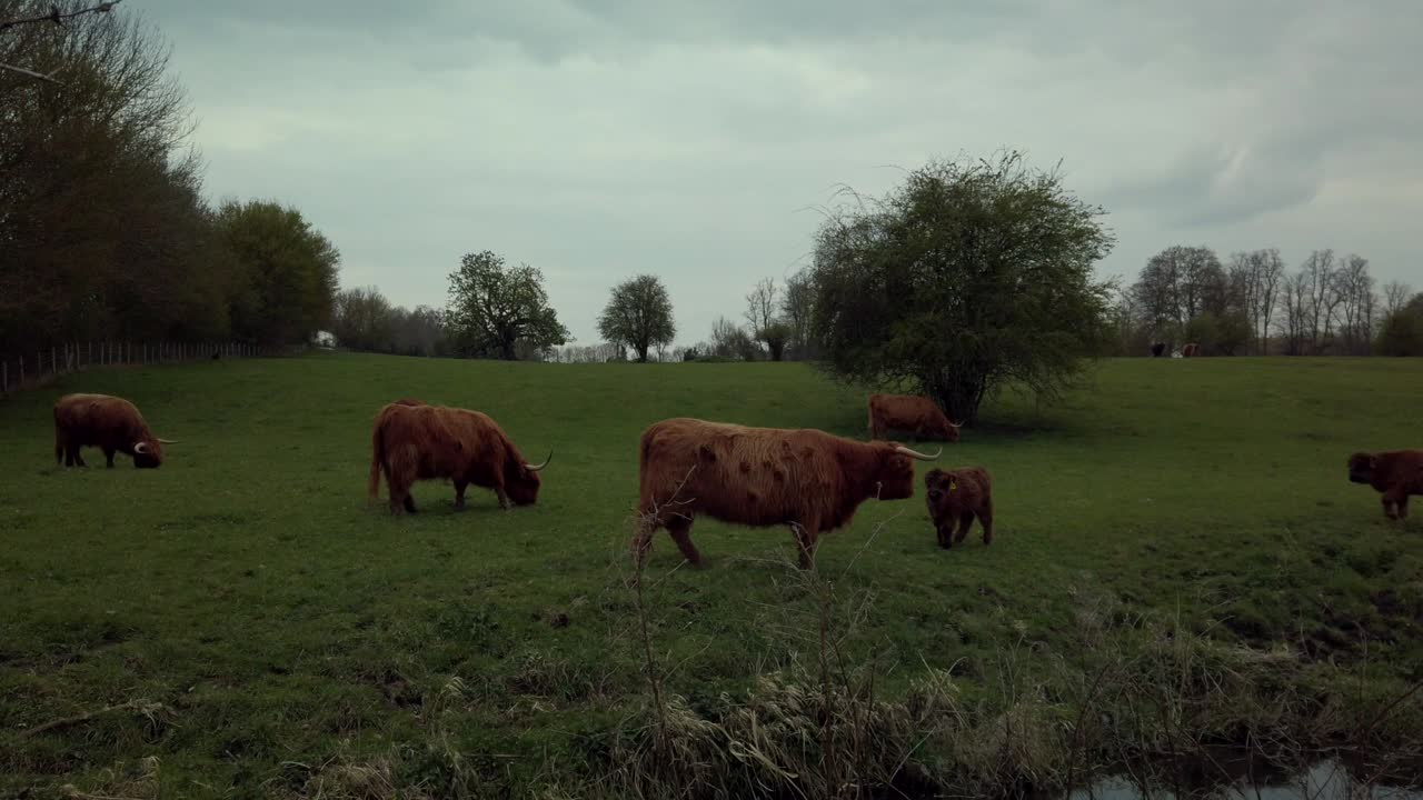 Tori in un campo