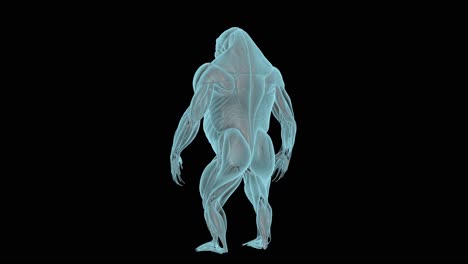 Gorilla-Muskelsystem-Im-Röntgenbild,-Holografischer-Drehteller-4k