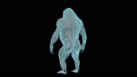 gorilla muscular system in xray, holographic turntable 4k