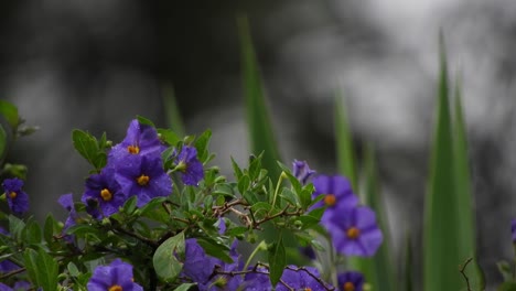 hermosas flores violetas y violetas profundas con hojas de color verde esmeralda y gotas de lluvia durante un día lluvioso