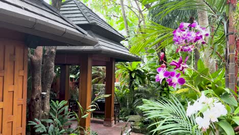 orchids bloom in a lush tropical garden