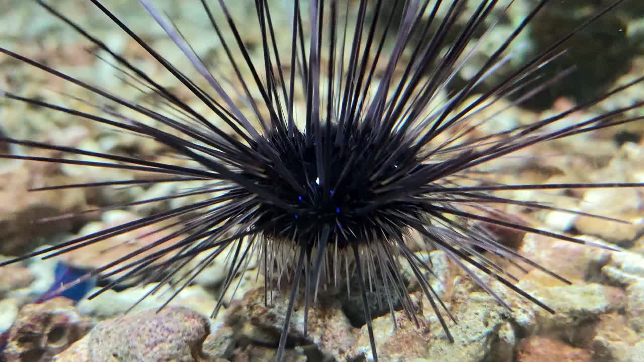 Tauchen Sie ein in die lebendige Welt der Seeigel in ihrem Korallenriff-Lebensraum, die das Meeresleben präsentiert.