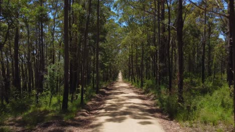 long straight road in forest