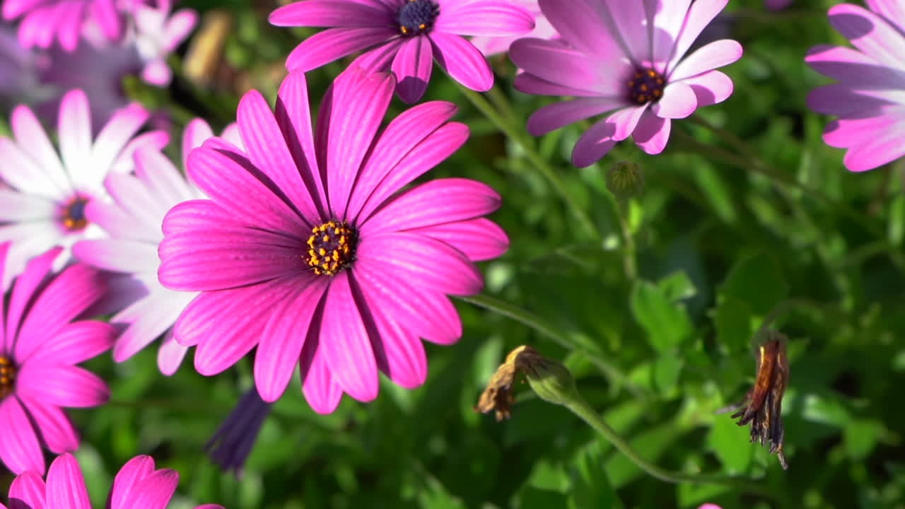 gerberas rosadas y blancas en el jardín de una casa