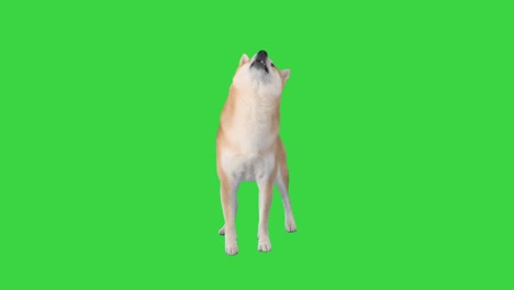 shiba inu red dog performs command on a green screen, chroma key