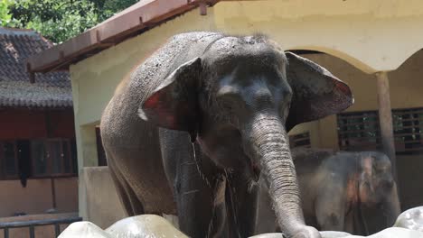 elephant at the zoo