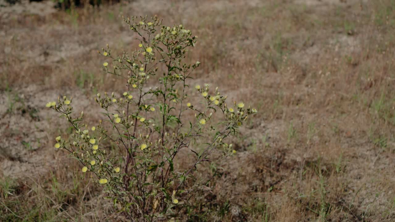 Gul blomstrende plante på en tør, græsklædt mark, der fremhæver naturlig vegetation
