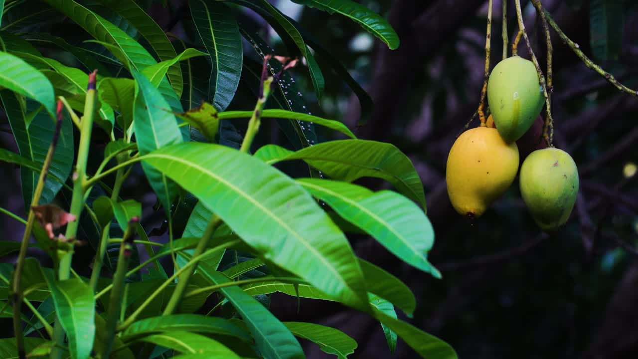 primer plano de mangos colgando de un árbol