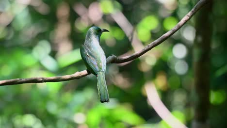 Von-Seinem-Rücken-Aus-Gesehen,-Thront-Er-Auf-Einer-Weinrebe-Im-Wald-Und-Fliegt-Dann-Weg,-Blaubärtiger-Bienenfresser,-Nyctyornis-Athertoni,-Nationalpark-Kaeng-Krachan,-Thailand