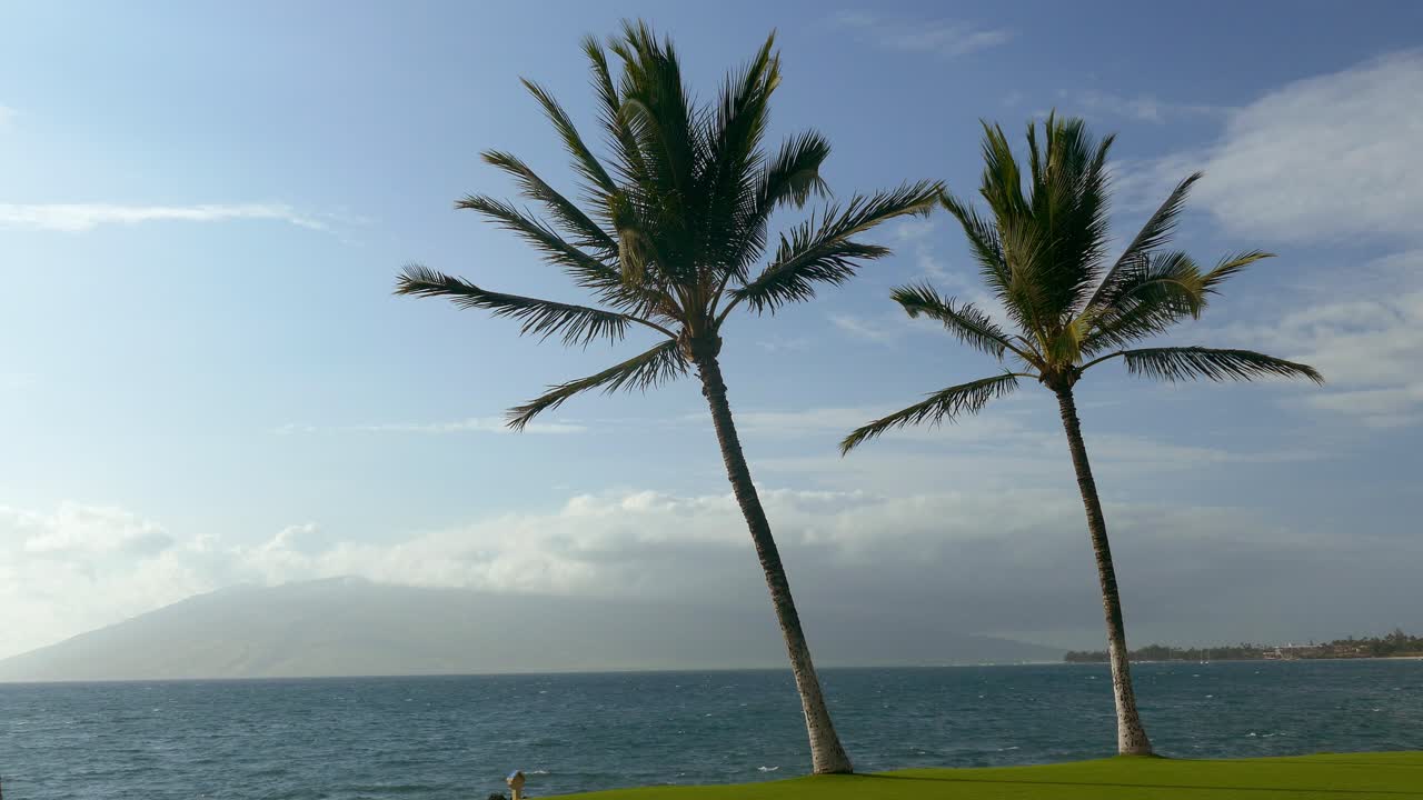 바가에 있는 열대 나무