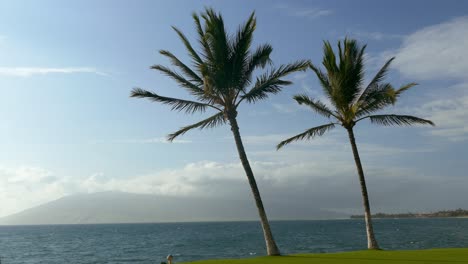 palmeras tropicales junto al océano