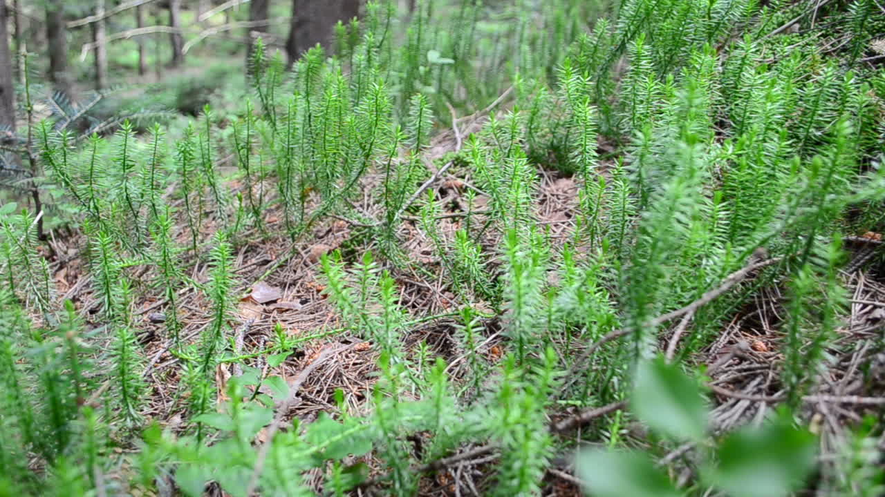 美しい山の森。スライダーでの撮影。