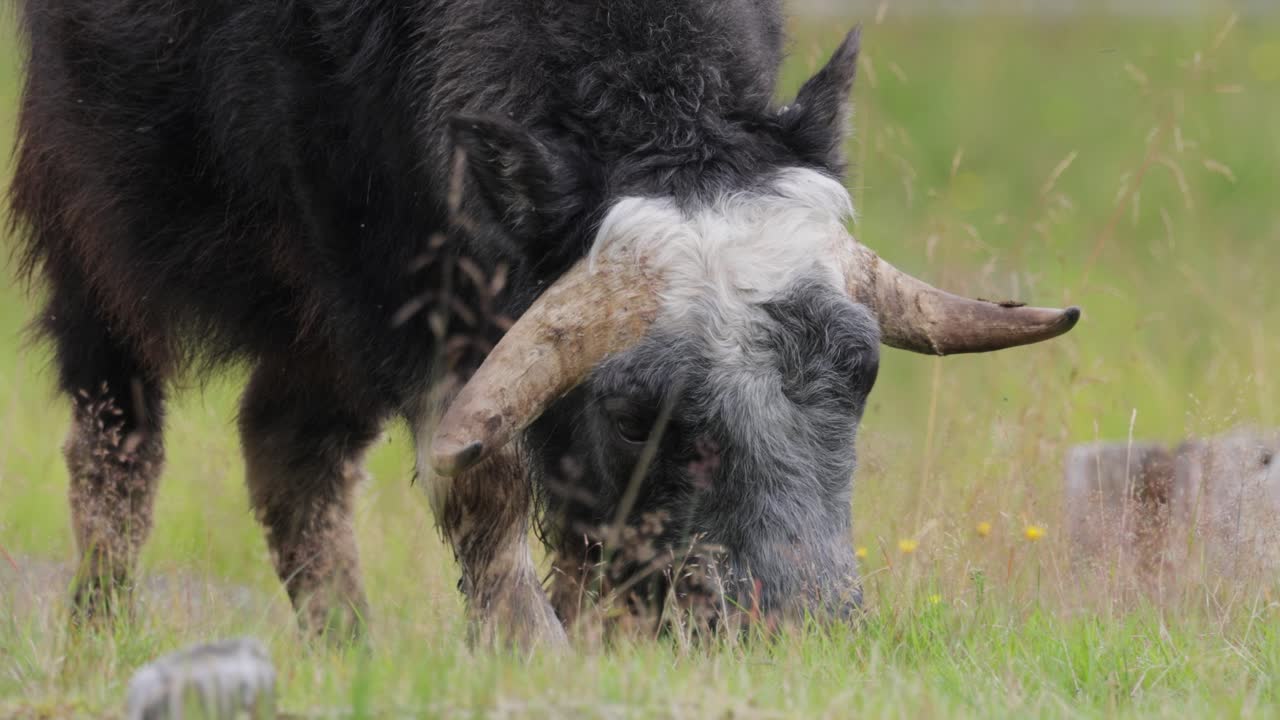 모스코스 (ovis moschatus, 라틴어: musky sheep-ox) 는 모스코크스 (musk ox) 와 모스코 (musk-ox) 라고도 불리며, 복수 모스코센 (muskoxen) 또는 모스코 oxen은 보비데아 (bovidae) 가문의 발이 있는 포유류이다.